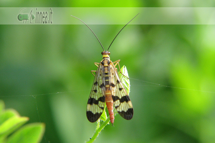 Panorpa vulgaris?